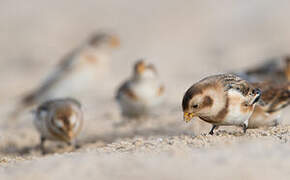 Snow Bunting