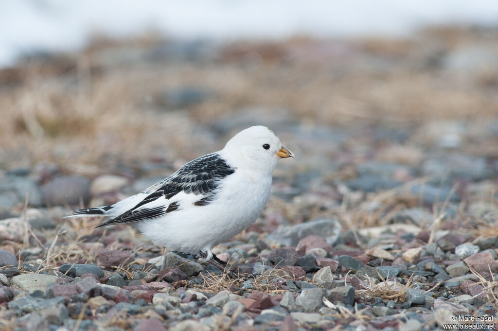 Bruant des neiges mâle adulte, mange