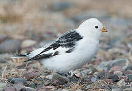 Snow Bunting