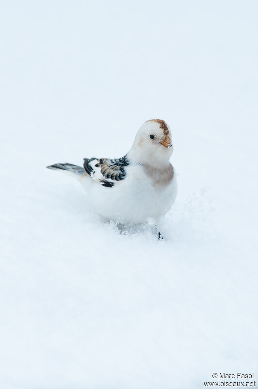 Bruant des neiges femelle adulte, identification, camouflage, marche