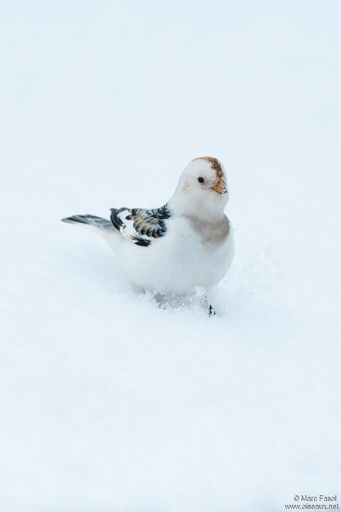 Bruant des neiges femelle adulte, identification, camouflage, marche