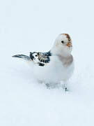 Snow Bunting