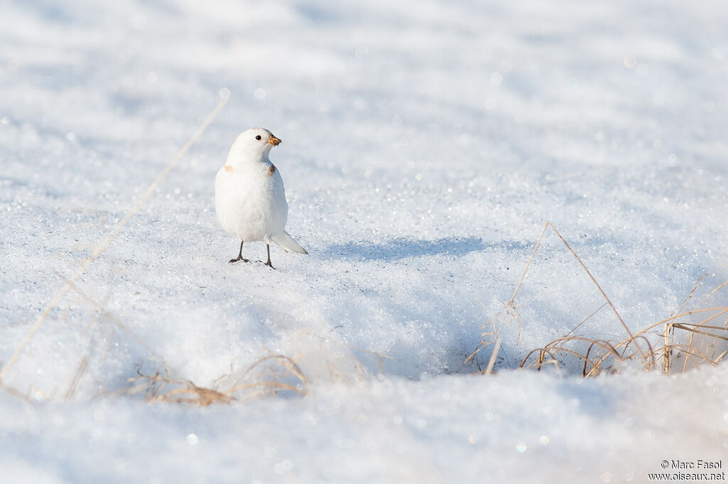 Bruant des neiges mâle adulte, identification, camouflage