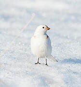 Bruant des neiges