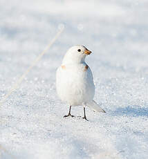 Bruant des neiges