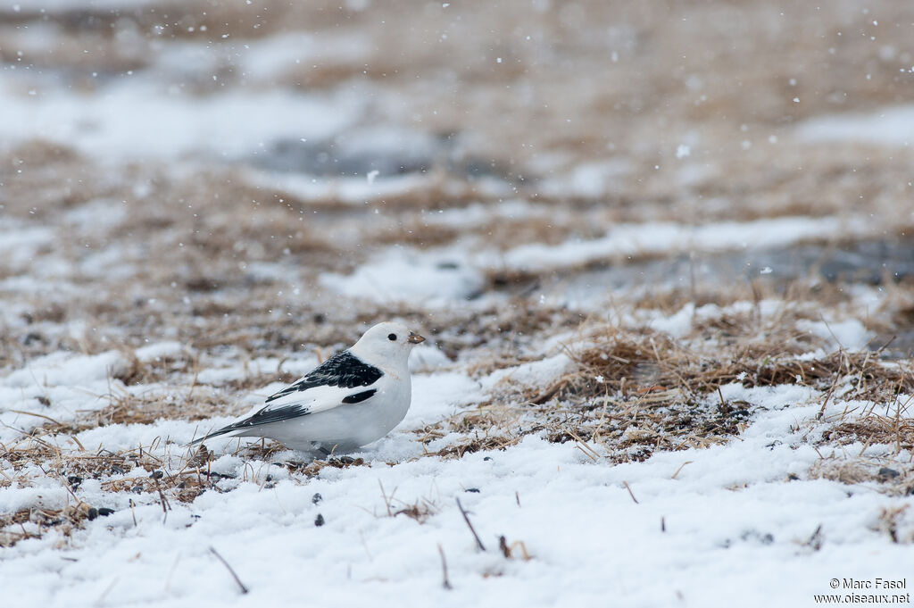 Snow Bunting male adult, habitat, camouflage