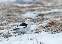 Bruant des neiges