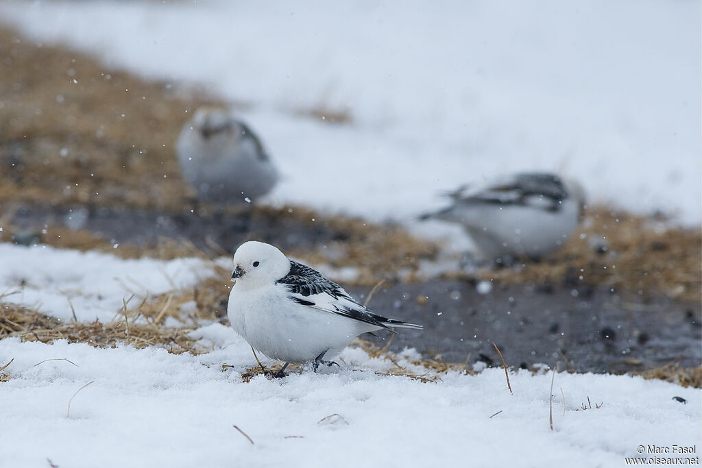 Bruant des neiges, camouflage, marche, mange