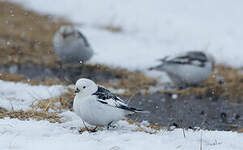 Bruant des neiges