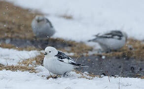 Snow Bunting