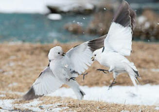 Bruant des neiges