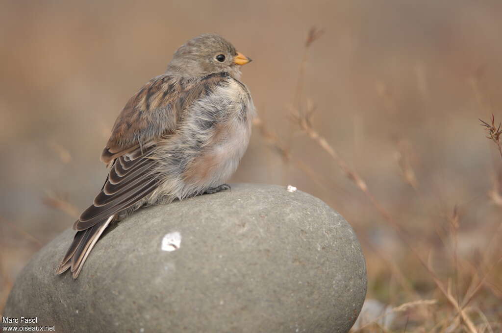 Bruant des neiges1ère année, identification