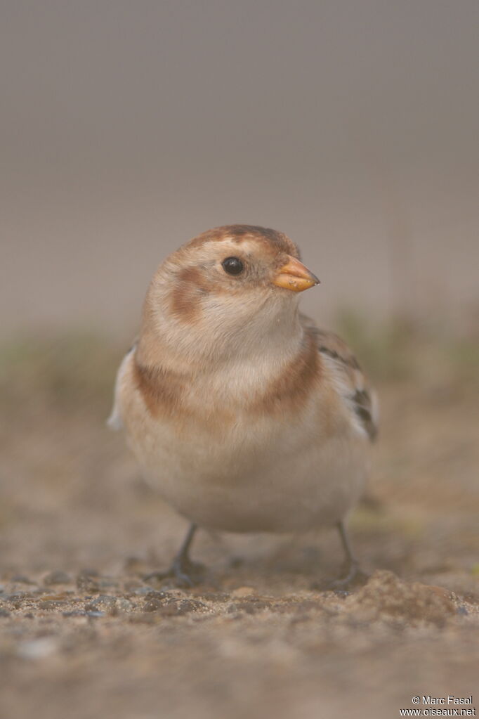 Snow Buntingadult post breeding, identification