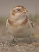 Snow Bunting