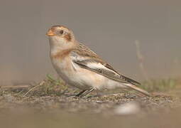 Snow Bunting