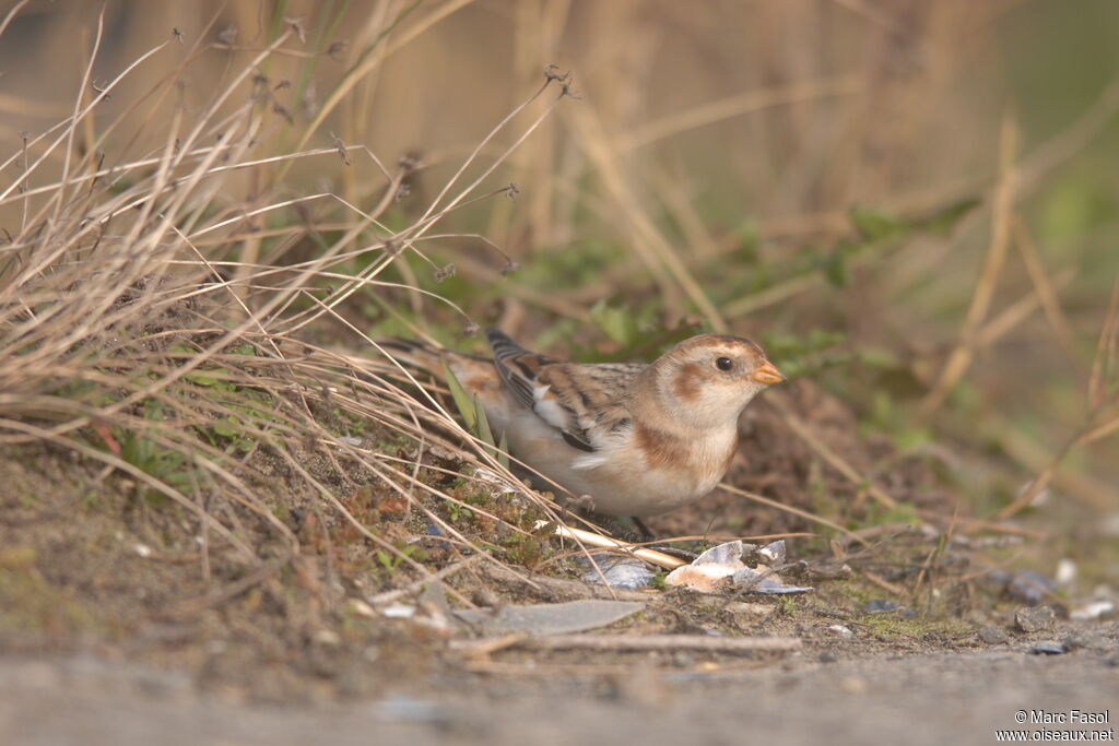 Snow Bunting male adult post breeding, identification, feeding habits