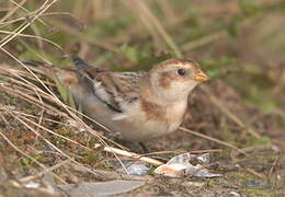 Snow Bunting