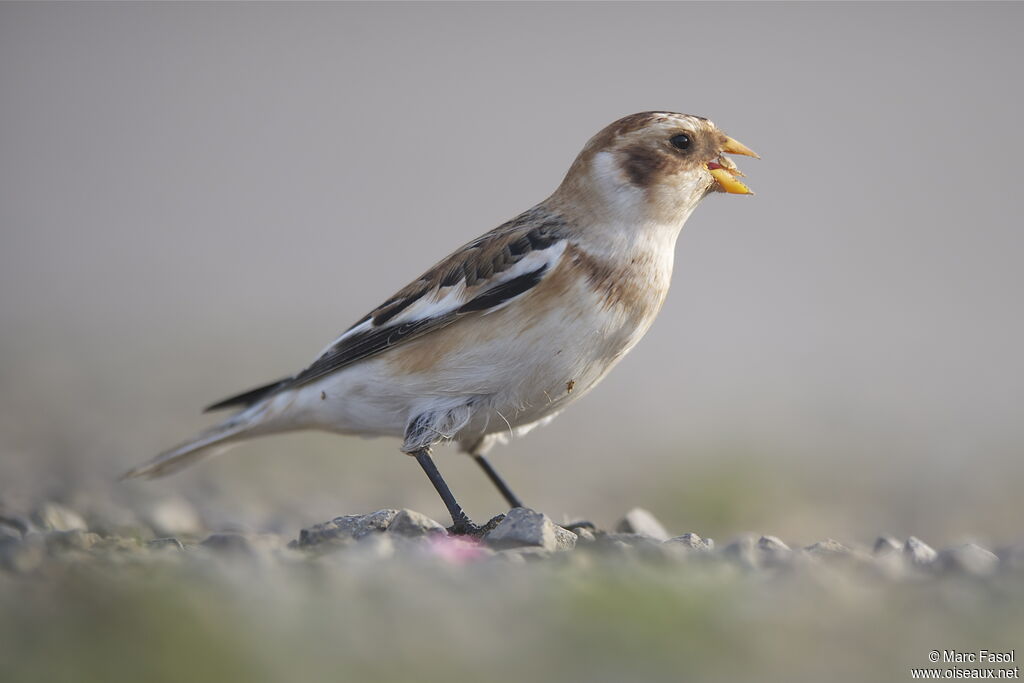 Snow Bunting male adult, identification, feeding habits