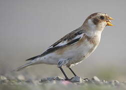 Snow Bunting