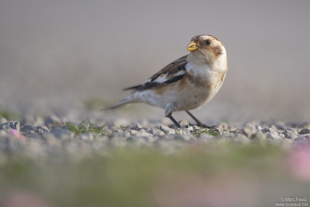 Snow Bunting male, identification, feeding habits