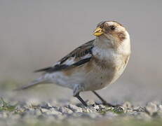 Snow Bunting