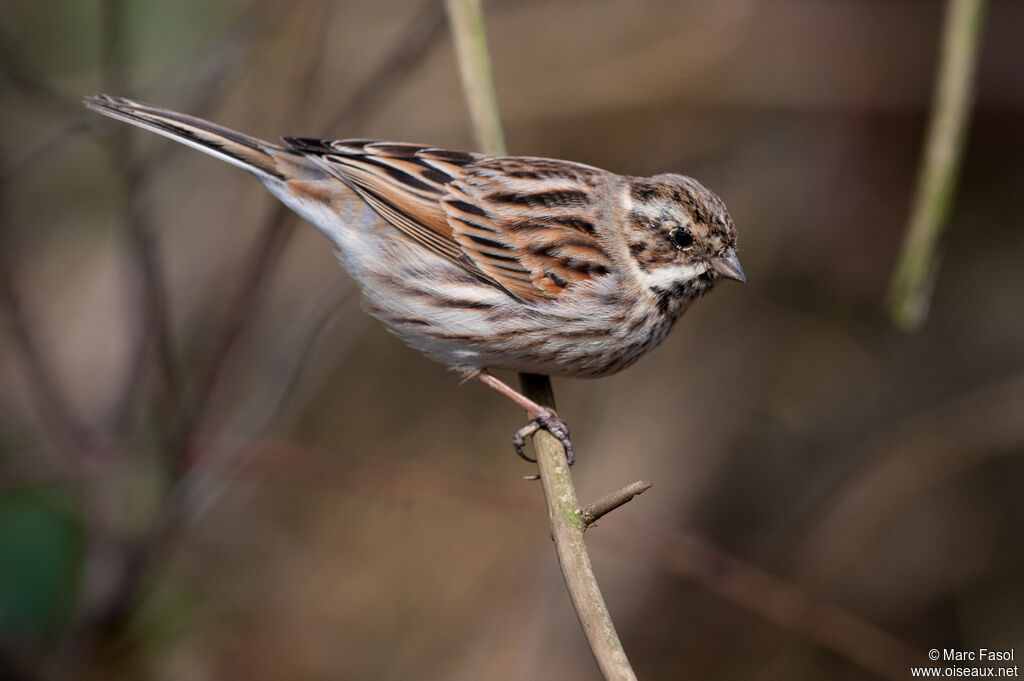 Bruant des roseaux mâle adulte internuptial