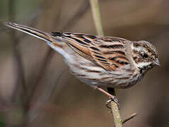 Common Reed Bunting