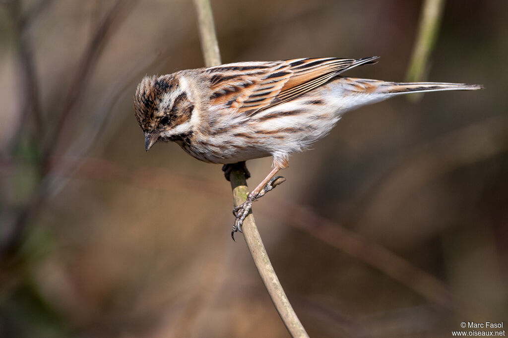 Common Reed Bunting male adult post breeding