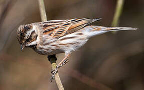 Common Reed Bunting