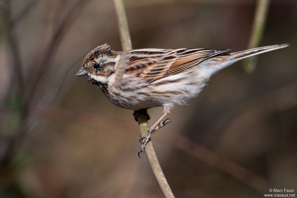 Bruant des roseaux mâle adulte internuptial, identification