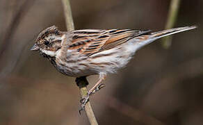 Common Reed Bunting