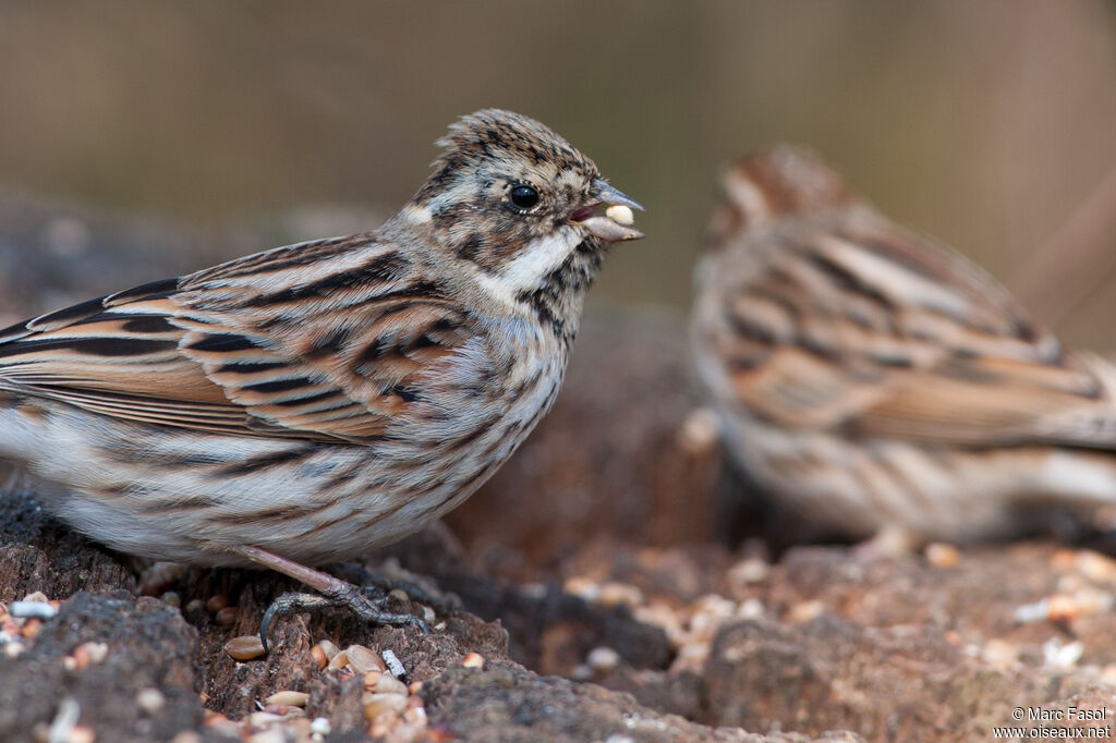 Common Reed Buntingadult post breeding