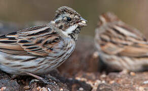 Common Reed Bunting