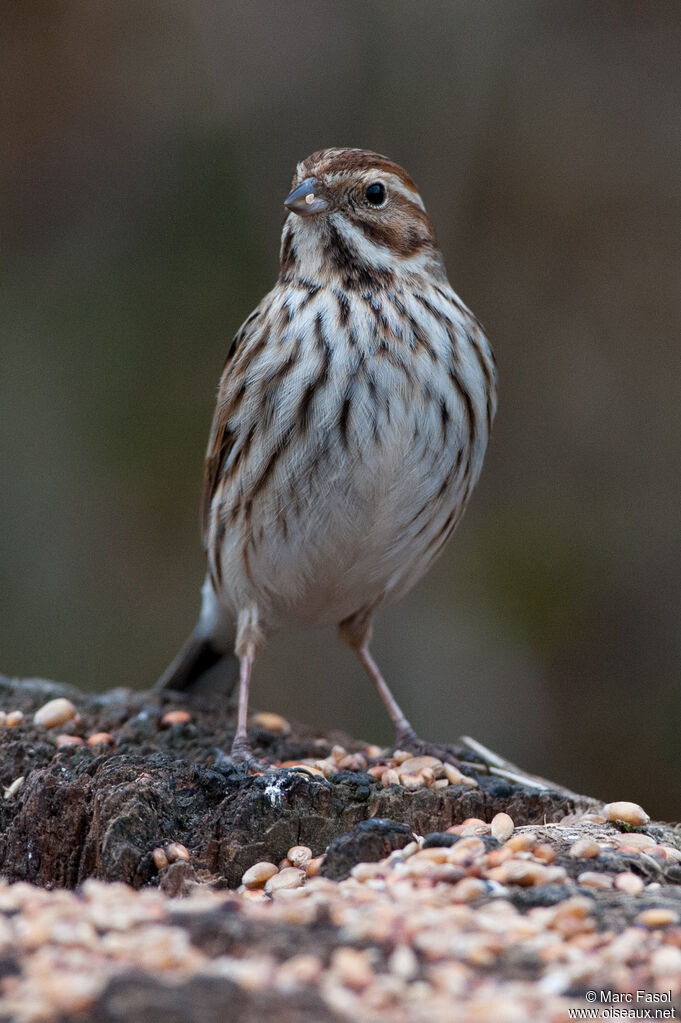 Bruant des roseaux femelle adulte, identification