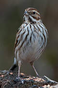 Common Reed Bunting