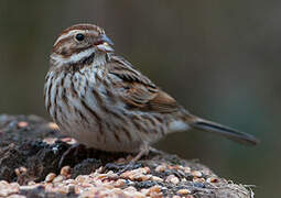 Common Reed Bunting