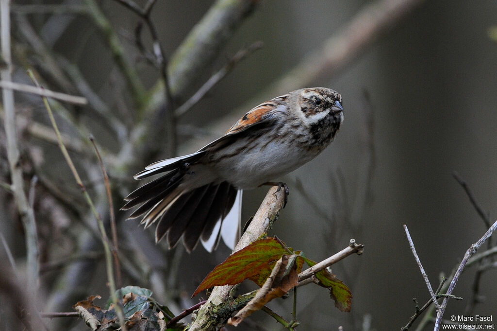 Bruant des roseaux mâle adulte internuptial, identification