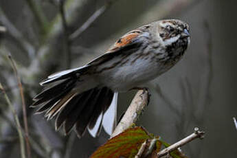 Bruant des roseaux