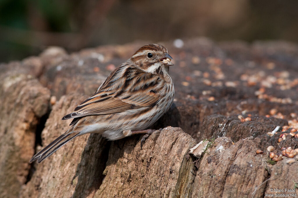 Common Reed Bunting female adult post breeding, identification