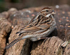 Common Reed Bunting