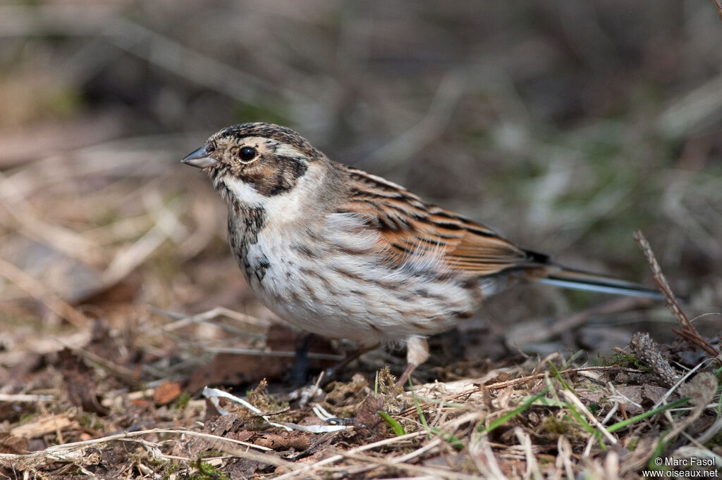 Bruant des roseaux mâle adulte internuptial, identification