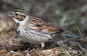 Common Reed Bunting