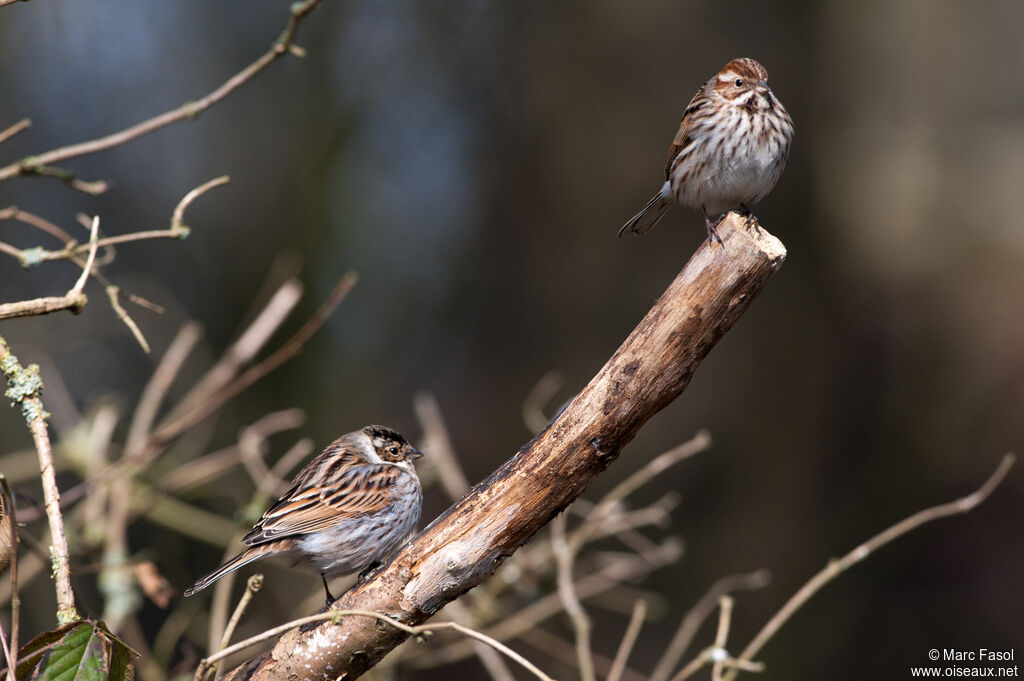 Common Reed Bunting