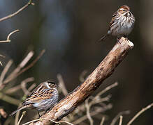 Common Reed Bunting