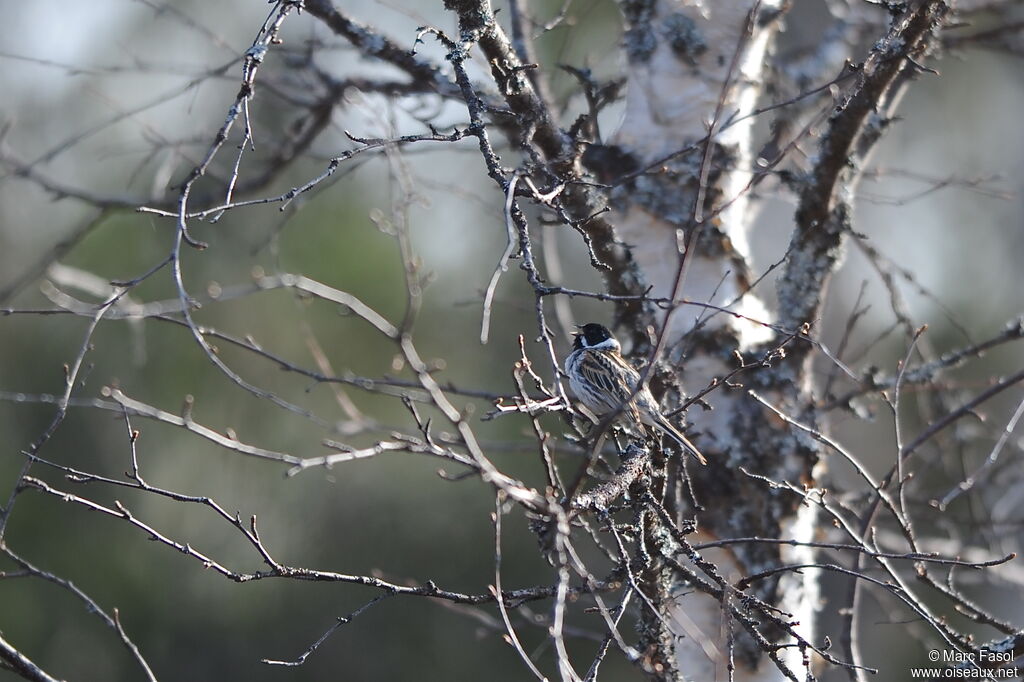 Common Reed Bunting male adult breeding, identification, song