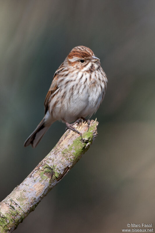 Common Reed Bunting female adult, identification