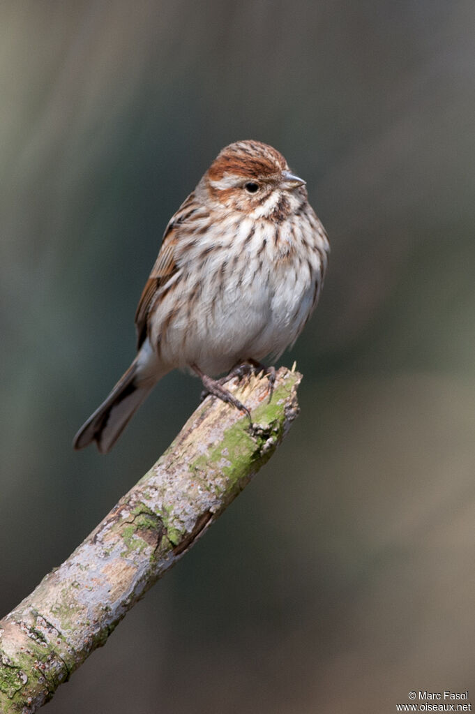 Bruant des roseaux femelle adulte, identification