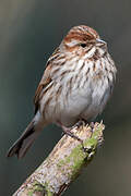 Common Reed Bunting