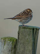 Common Reed Bunting