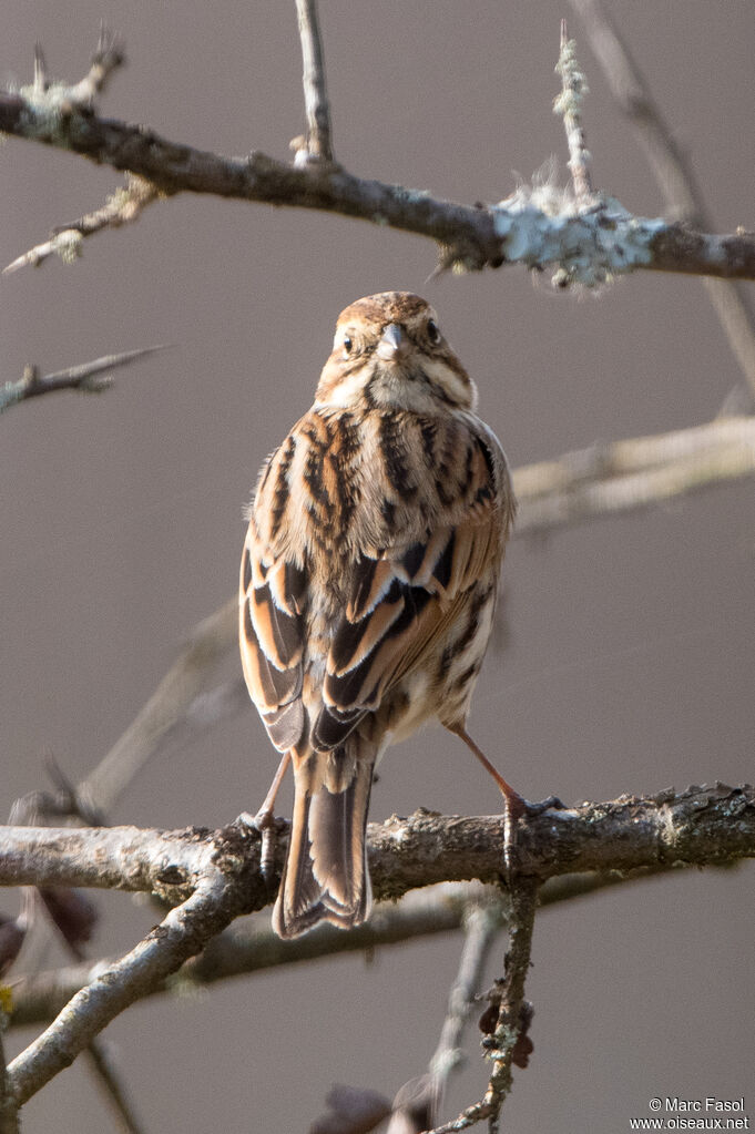 Bruant des roseaux femelle adulte internuptial, identification